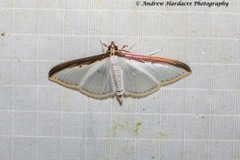 Cydalima laticostalis