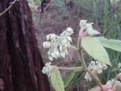 Seringia arborescens