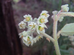 Seringia arborescens