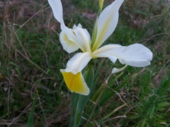 Iris orientalis
