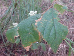 Seringia arborescens