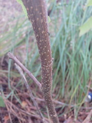 Seringia arborescens
