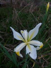Iris orientalis