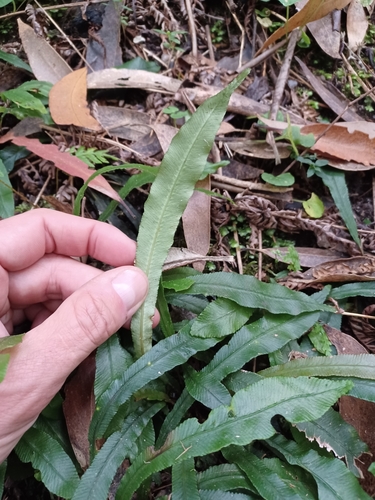 Image of Strap Water-Fern (Blechnum patersonii) by (c) Peter Crowcroft, some rights reserved (CC BY)