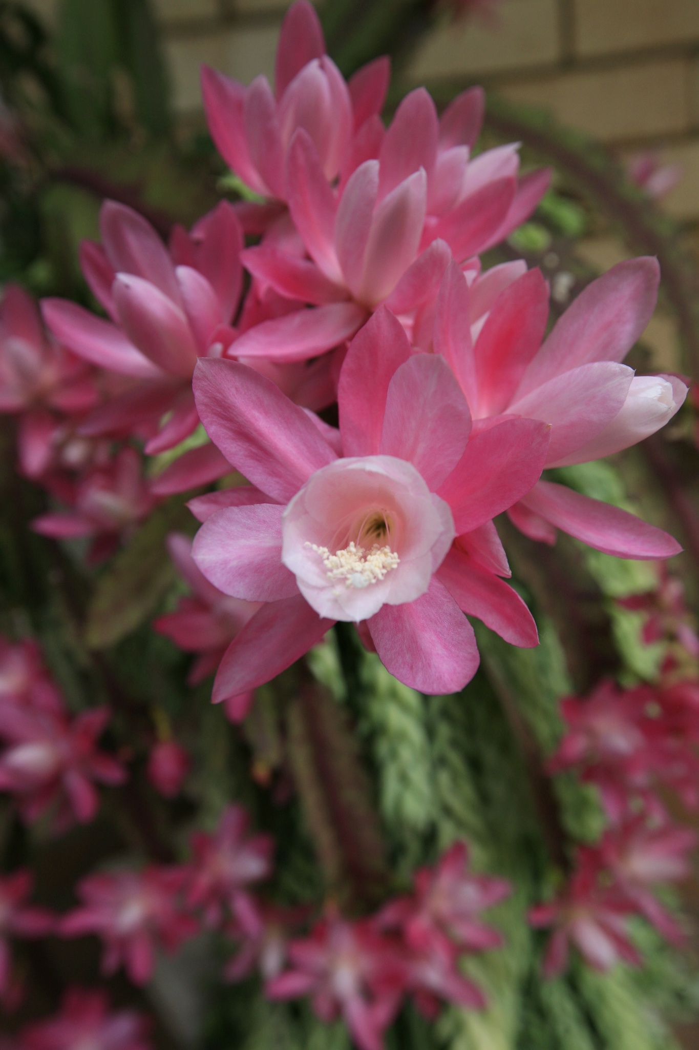 German empress (Disocactus phyllanthoides)  iNaturalist