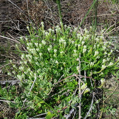 Dischisma ciliatum erinoides