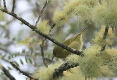 Chlorodrepanis virens wilsoni