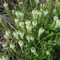 Dischisma ciliatum erinoides