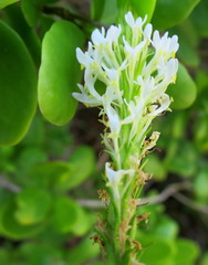 Dischisma ciliatum erinoides