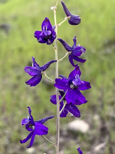 iNaturalist observation photo of larkspurs
