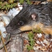 Australasian Mice and Rats - Photo (c) James Bailey, some rights reserved (CC BY-NC), uploaded by James Bailey