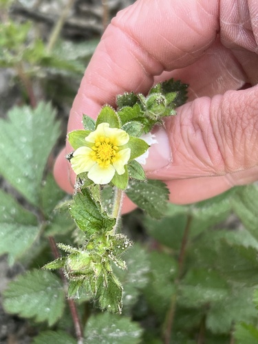 iNaturalist observation photo of sticky cinquefoil
