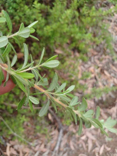 Image of Hibbertia hirticalyx by (c) Peter Crowcroft, some rights reserved (CC BY)