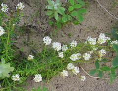 Dischisma ciliatum erinoides