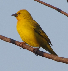 Holub's Golden Weaver photo 5