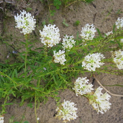 Dischisma ciliatum erinoides