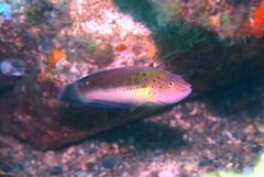Austrolabrus maculatus
