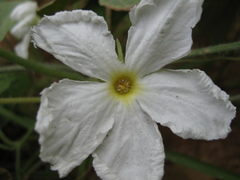 Trichosanthes scabra