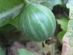 Trichosanthes scabra