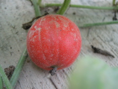 Trichosanthes scabra
