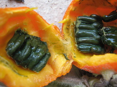 Trichosanthes scabra