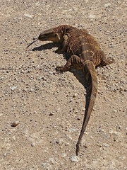 Varanus albigularis