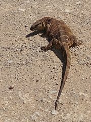 Varanus albigularis