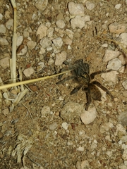Harpactira