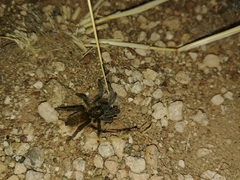 Harpactira