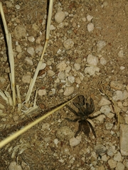 Harpactira