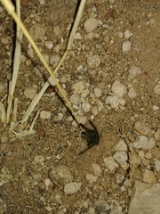 Harpactira