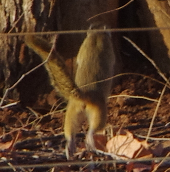 Smith's Bush Squirrel