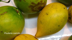 Pouteria caimito