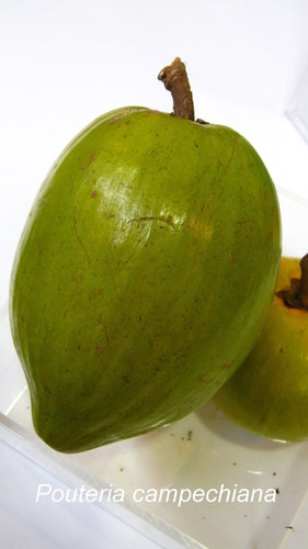 Image of Lucuma campechiana by (c) Ong Jyh Seng, some rights reserved (CC BY-SA)