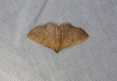 Cerynea punctilinealis