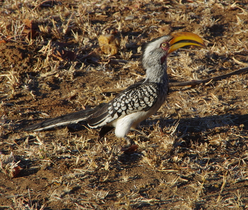Southern Yellow-billed Hornbill