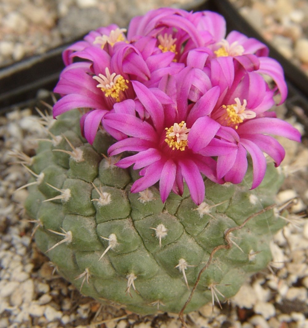 Strombocactus
