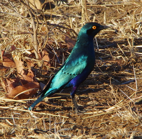 Greater Blue-eared Starling