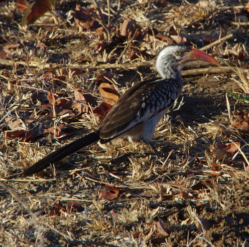 Southern Red-billed Hornbill