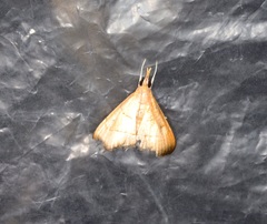 Hemiscopis sanguinea