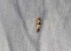 Hieromantis arcuata
