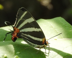 Panthiades bathildis