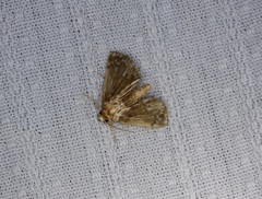 Luma