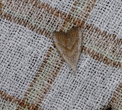 Meganola brunellus