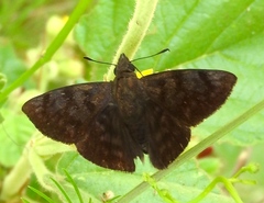 Pellicia arina