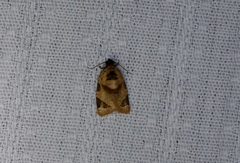 Neocalyptis liratana