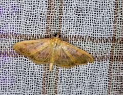 Patania balteata
