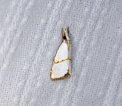 Pseudargyria interruptella