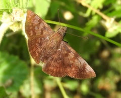 Pellicia arina