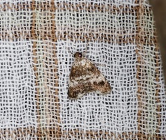 Salma ridiculalis